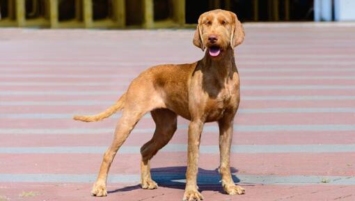 Drahthaar vizsla in deals not
